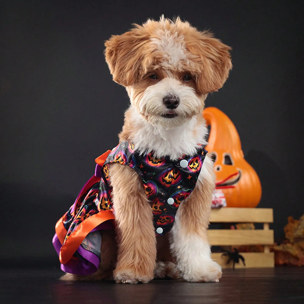 Soft Pumpkin Skull Print Pet Dog Halloween Costume With Bowknot