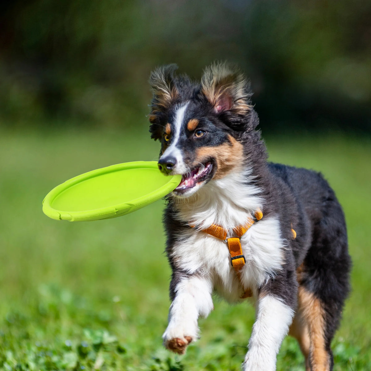 Waterproof Floating Natural Rubber Dog Flying Disc Toy