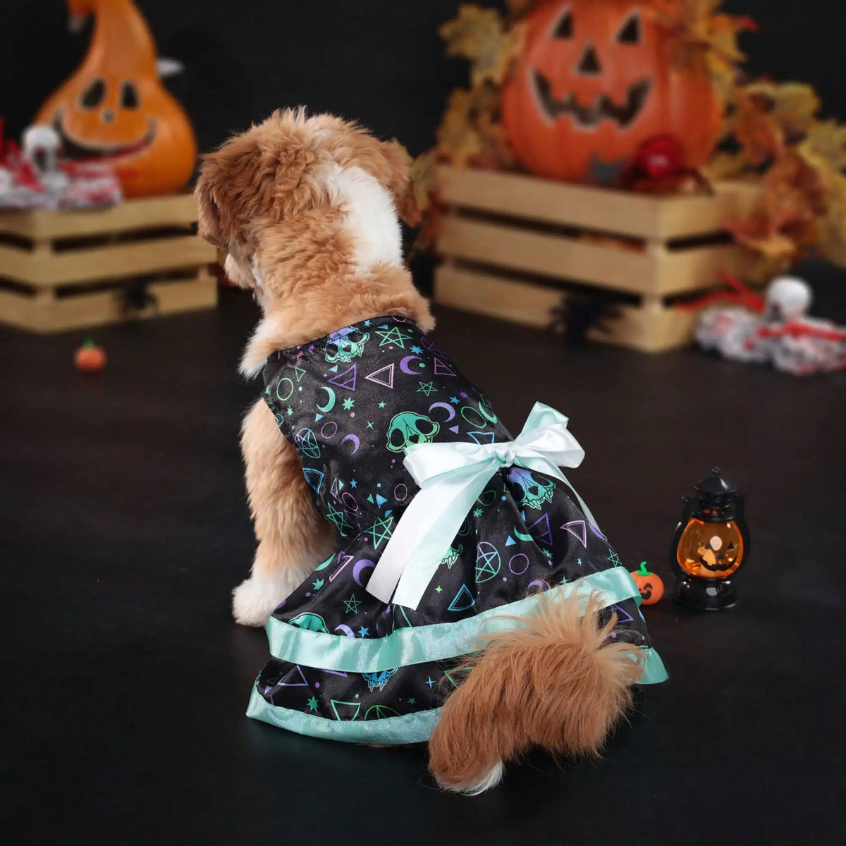 Funny Pumpkin And Skull Print Bowknot Dog Halloween Costume