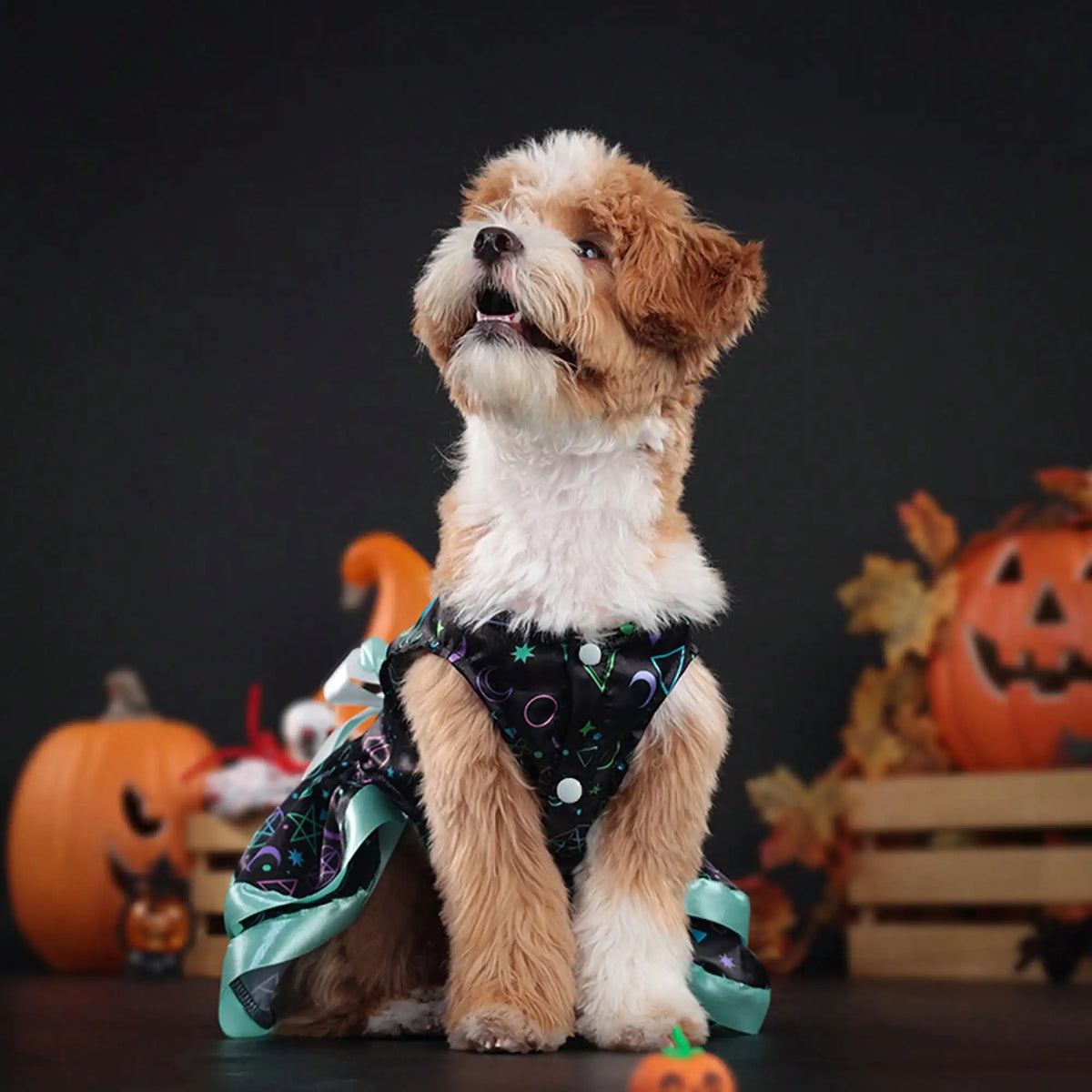 Funny Pumpkin And Skull Print Bowknot Dog Halloween Costume