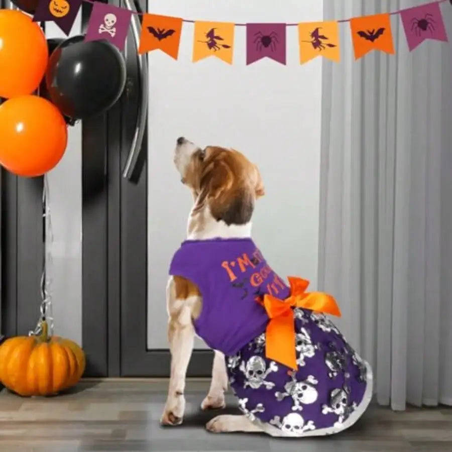 Adorable Dog Halloween Witch Costume With Decorative Bow