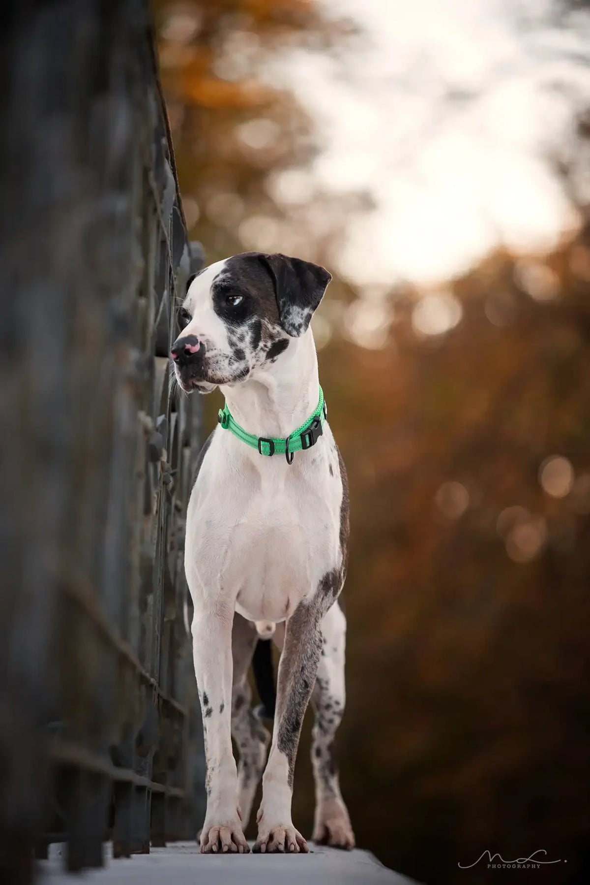 TrueLove Padded Reflective Nylon Adjustable Dog Cat Collar